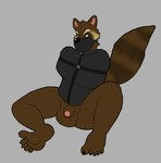 2024 anthro digital_drawing_(artwork) digital_media_(artwork) feet genitals guardians_of_the_galaxy hi_res male mammal marvel muzzle_(object) muzzled omeggaomelette penis procyonid raccoon restraints rocket_raccoon solo straitjacket tail