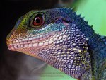 agamid ambiguous_gender ambr0 chinese_water_dragon feral green_body green_skin lizard pastel_(artwork) photorealism realistic red_eyes reptile scalie solo traditional_media_(artwork) water_dragon_(agamid)