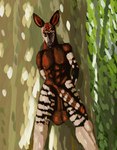 absurd_res anthro balls big_balls forest genitals giraffid hi_res horn jungle male mammal moonringred okapi ossicone plant solo tree