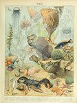 absurd_res adolphe_millot ambiguous_gender ancient_art anthozoan arachnid arthropod asterozoan biological_illustration cnidarian crab crustacean decapoda echinoderm echinozoan feral fin fish hermit_crab hi_res horseshoe_crab hydrozoan jellyfish lobster malacostracan marine medusozoan pincers public_domain scales sea_anemone sea_cucumber siphonophore starfish tail tail_fin technical_illustration tentacles text traditional_media_(artwork) underwater water zoological_illustration