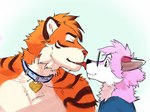 anthro canid canine collar duo eyewear face_lick felid fox glasses licking male male/male mammal moshihun pantherine tiger tongue tongue_out