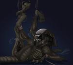 absurd_res alien alien_(franchise) alien_humanoid alien_vs._predator_(franchise) anus bdsm bondage bound chet_(avpr) crossgender dark_theme erection genitals hi_res humanoid hybrid male penis predalien predator_(franchise) restraints rope rope_bondage sinsmonster solo submissive submissive_male unusual_anatomy unusual_genitalia unusual_penis xenomorph yautja