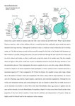 abdominal_bulge alien alien_anatomy alien_humanoid anal anal_penetration balls big_butt bladder body_modification butt cervix diagram english_text erection esophagus front_view gallbladder genitals green_flesh guts head_tuft hi_res humanoid instruction internal intersex intestines liver lore maleherm model_sheet organs ovaries pear-shaped_figure penetration pregnant pregnant_intersex prostate reproductive_anatomy ridiculous_fit solo stomach stomach_(organ) text translucent translucent_body tuft unusual_anatomy urethra uterus wall_of_text wide_hips zyneru zyneru_(character)