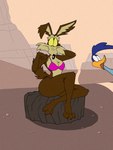 2023 3:4 3_toes ambiguous_gender anthro avian beak bikini bird blue_hair breasts brown_body brown_fur canid canine canis clothing coyote crossgender cuculiform dracojeff duo feet female fur gender_transformation hair looney_tunes mammal mtf_transformation new_world_ground_cuckoo outside pink_bikini pink_clothing pink_swimwear road_runner_(looney_tunes) roadrunner sitting small_breasts swimwear tail toes transformation two-piece_swimsuit warner_brothers wile_e._coyote yellow_sclera