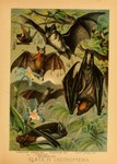 1897 19th_century absurd_res ambiguous_gender ancient_art bat biological_illustration feral flower group hi_res hugh_craig leaf-nosed_bat mammal membrane_(anatomy) membranous_wings microbat plant public_domain rhinolophid technical_illustration text traditional_media_(artwork) vampire_bat wings yangochiropteran zoological_illustration