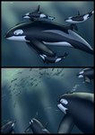 2016 ambiguous_gender animal_genitalia animal_pussy artist_name blowhole bubble cetacean cetacean_genitalia cetacean_pussy comic dolorcin dolphin female feral flukes genitals group hi_res large_group mammal marine markings oceanic_dolphin orca pussy ribbons size_difference spots spotted_body toothed_whale underwater water year