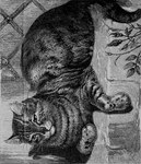 Rating: s
ID: 5295857
Date: 2025-01-08 19:01:06 -0500
Status: active
Score: 13
1897 19th_century ambiguous_gender ancient_art bad_metadata black_and_white dithering domestic_cat felid feline felis feral fingers freckled_face freckles full-length_portrait fur hi_res inner_ear_fluff mammal monochrome mouth_closed paws plant portrait shaded shadow sitting solo striped_body striped_fur stripes tabby_cat tail traditional_media_(artwork) tuft unknown_artist whiskers post #5295857