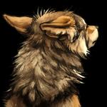 1:1 2016 alpha_channel ambiguous_gender black_body black_fur black_nose brown_body brown_fur canid canine canis coyote digital_media_(artwork) feral fur headshot_portrait icon kenket mammal multicolored_body multicolored_fur neck_tuft portrait reaction_image rear_view simple_background solo sticker transparent_background tuft white_body white_fur