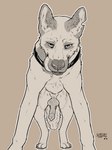 anatomically_correct anatomically_correct_genitalia anatomically_correct_penis animal_genitalia animal_penis balls canid canine canine_genitalia canine_penis canis claws collar digitigrade domestic_dog erection feral front_view fur genitals german_shepherd herding_dog hi_res knot licking licking_lips licking_own_lips looking_at_viewer low-angle_view male mammal monochrome nude pastoral_dog paws penis presenting presenting_penis quadruped self_lick simple_background sketchy_shelby solo standing tail toe_claws tongue tongue_out vein veiny_penis