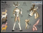 2018 anthro antlers balls black_hooves brushfire buck_(brushfire) butt cloven_hooves deer digital_media_(artwork) english_text erection flaccid foreskin fur genitals hooves horn humanoid_genitalia humanoid_penis male mammal model_sheet mule_deer new_world_deer nude orange_eyes penis pink_balls pink_penis scut_tail short_tail simple_background solo standing tail tan_body tan_fur text url