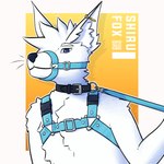 absurd_res anthro arctic_fennec_fox arctic_fox arm_tuft blue_eyes blue_harness bound buckle canid canine cheek_tuft chest_tuft collar conditional_dnp ear_piercing facial_tuft fennec_fox fluffy fox fur hair harness head_tuft hi_res hybrid industrial_piercing leash leash_pull leashed_collar male mammal muzzle_(object) muzzled piercing safety_harness shiru_(shirufox) shirufox shoulder_tuft solo true_fox tuft white_body white_fur white_hair