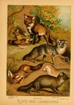 1897 19th_century absurd_res afrosoricid ambiguous_gender ancient_art arctic_fox biological_illustration canid canine countershade_fur countershade_torso countershading feral fox fur group hi_res hugh_craig mammal paws plant public_domain quadruped red_fox silver_fox tail technical_illustration tenrec text traditional_media_(artwork) true_fox whiskers young young_feral zoological_illustration