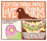 2024 3_panel_comic ambiguous_gender avian biped bipedal_feral bird black_body black_feathers black_text comic english_text feathers feral green_body green_feathers group lovebird parrot pink_body pink_feathers sabrebash text true_parrot white_eyes white_text