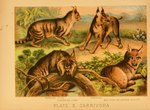 1897 19th_century ambiguous_gender ancient_art biological_illustration canada_lynx caracal caracal_(genus) english_text felid feline feral fur group hi_res hugh_craig lynx mammal paws plant public_domain quadruped tail technical_illustration text traditional_media_(artwork) whiskers zoological_illustration