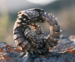 Rating: s
ID: 270445
Date: 2012-11-27 05:30:23 -0500
Status: active
Score: 53
ambiguous_gender armadillo_girdled_lizard bite doing_it_wrong girdled_lizard griffinbing_(artist) infinity lizard low_res nom ouroboros real reptile rock scalie solo tail tail_bite tail_fetish tail_in_mouth tail_nom tail_play post #270445