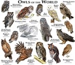 2015 3rd_party_watermark aegolius ambiguous_gender athene_(genus) avian barn_owl barred_owl biological_illustration bird black_body black_eyes black_feathers boreal_owl branch brown_body brown_feathers burrowing_owl deviantart eared_owl elf_owl english_text eurasian_eagle-owl european_scops_owl feathered_wings feathers feral flying great_grey_owl great_horned_owl grey_body grey_feathers horned_owl long-eared_owl looking_at_viewer madagascan_owl markings multicolored_body multicolored_feathers multiple_images northern_saw-whet_owl owl perching red_sclera roger_hall scientific_name screech_owl short-eared_owl simple_background snowy_owl solo species_name spots spotted_body spotted_feathers strix_(genus) tagging_guidelines_illustrated tan_body tan_feathers technical_illustration text true_owl tyto tytonid watermark western_screech_owl white-faced_owl white_background white_body white_feathers wings yellow_sclera zoological_illustration