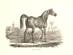 19th_century 4:3 ancient_art anus arabian_horse backsack balls butt carle_vernet dock_(anatomy) equid equine equine_anus feral french_text genitals hi_res hooves horse lithograph_(artwork) male mammal mane plant public_domain puffy_anus quadruped raised_tail rear_view solo tail tail_anus text traditional_media_(artwork) tree