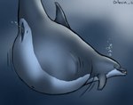 2016 abdominal_bulge ambiguous_gender ambiguous_prey anatomically_correct anatomically_correct_genitalia anatomically_correct_pussy animal_genitalia animal_pussy belly big_belly bloated bodily_fluids bottlenose_dolphin bubble cetacean cetacean_genitalia cetacean_pussy dolorcin dolphin dorsal_fin female female_pred feral feral_pred fin fully_inside genital_fluids genitals green_eyes huge_belly mammal marine oceanic_dolphin pussy signature solo toothed_whale underwater vaginal_fluids vore water year