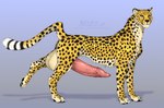 animal_genitalia animal_penis balls big_balls big_penis black_tail cheetah erection facial_spots felid feline feline_genitalia feline_penis feral fur genitals hi_res huge_balls huge_penis huskii-s hyper jasiri male mammal markings penis pink_penis side_view signature simple_background solo spots spotted_back spotted_body spotted_face spotted_fur spotted_legs spotted_markings spotted_neck spotted_tail striped_markings striped_tail stripes tail tail_markings tan_balls tan_body tan_fur white_tail yellow_body yellow_eyes yellow_fur yellow_tail