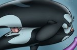 2016 anatomically_correct anatomically_correct_genitalia anatomically_correct_penis animal_genitalia animal_penis anus bodily_fluids bubble cetacean cetacean_genitalia cetacean_penis cum cum_in_slit cum_inside cum_while_penetrated dildo dolorcin dolphin duo erection exclamation_point eyes_closed feral feral_on_feral feral_penetrated feral_penetrating feral_penetrating_feral genital_fluids genital_slit genitals licking licking_another licking_partner male male/male male_penetrated male_penetrating male_penetrating_male mammal marine oceanic_dolphin open_mouth orca penetration penile penile_penetration penis penis_in_slit penis_tip sex sex_toy signature slit_penetration slit_play tapering_penis tongue tongue_out toothed_whale underwater underwater_sex water year