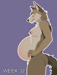 3:4 anthro areola belly big_belly big_nipples billybobjoey blush bodily_fluids breasts butt canid canine canis coyote erect_nipples female flat_shading fur genitals green_eyes hi_res lactating leaking_milk male_(lore) mammal milk neck_tuft nipples nude outline pregnant pregnant_anthro pregnant_female side_view simple_background solo tail text tuft vector worried worried_face worried_look