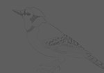 absurd_res ambiguous_gender avian bird blue_jay corvid feral grey_background hi_res jay_(bird) monochrome new_world_jay obelisk398 oscine passerine simple_background sketch solo tagme