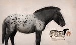 ambiguous_gender cave_painting equid equine eyelashes feral fur hi_res julio_lacerda mammal mane quadruped scientific_name solo tail wild_horse