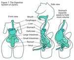 alien alien_anatomy alien_humanoid balls bladder diagram english_text esophagus front_view full_stomach gallbladder genitals green_flesh guts head_tuft humanoid humanoid_genitalia humanoid_penis internal intestines liver male maleherm_(lore) model_sheet organs pear-shaped_figure penis prostate solo stomach stomach_(organ) text tuft unusual_anatomy urethra wide_hips zyneru zyneru_(character)