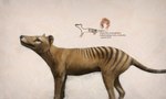 ambiguous_gender cave_painting dasyuromorph feral fur hi_res julio_lacerda mammal marsupial quadruped realistic recently_extinct_species scientific_name solo striped_body striped_fur stripes tail thylacine whiskers