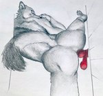 absurd_res anal anal_penetration anthro athletic athletic_male back_muscles blush butt canid canine canis dildo dildo_in_ass dildo_insertion flexible graphite_(artwork) hi_res knot knotted_dildo male mammal object_in_ass penetration rear_view sex_toy sex_toy_in_ass sex_toy_insertion solo splits spread_legs spreading traditional_media_(artwork) u4e wolf