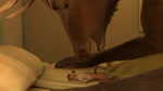 16:9 3d_(artwork) 3d_animation animal_genitalia animal_penis animated anthro bed big_tongue body_lick cervine cronan55 deer detailed_background digital_media_(artwork) duo elk equid equine equine_genitalia equine_penis erection extreme_size_difference face_lick fellatio first_person_view furniture genitals hi_res horse horse_(untied_verbeger) inside licking long_playtime lying male male/male male_pov mammal micro no_sound nude on_back on_bed oral oral_only oral_vore oversized_fellatio oversized_oral penile penis penis_lick penis_on_tongue sex size_difference size_play tongue untied_verbeger uvula vore webm widescreen