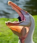 Rating: s
ID: 5657922
Date: 2025-06-21 11:31:59 -0400
Status: active
Score: 15
absurd_res ambiguous_gender avian beak bird black_body black_feathers blurred_background butstqc1fh5e0qb corvid corvus_(genus) crow dewlap_(anatomy) duo earhole feathers feral grass grey_body grey_scales gular_sac head_crest hi_res in_mouth irritator kamitoge open_mouth orange_body orange_scales oscine passerine plant scales sharp_teeth size_difference teeth translucent_throat water post #5657922