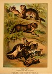 1897 19th_century absurd_res ambiguous_gender ancient_art biological_illustration domestic_cat english_text felid feline felis feral fur group hi_res hugh_craig mammal paws plant public_domain quadruped tail technical_illustration text traditional_media_(artwork) whiskers wildcat young young_feral zoological_illustration