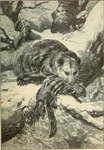 Rating: s
ID: 5572559
Date: 2025-05-14 19:55:04 -0400
Status: active
Score: 15
19th_century absurd_res ambiguous_gender american_opossum ancient_art bite biting_another claws duo feet feral fingers fur hi_res killing mammal marsupial neck_bite outside plant rodent sciurid snout standing tail toe_claws toes traditional_media_(artwork) tree tree_squirrel unknown_artist virginia_opossum water whiskers post #5572559