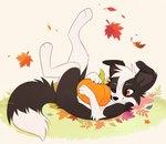 ambiguous_gender aseethe autumn autumn_leaves canid canine canis claws collie domestic_dog feral fluffy fluffy_tail food fruit herding_dog hi_res mammal one_eye_closed paintbrush_tail pastoral_dog paws plant playful pumpkin ren_collie sheepdog smile solo tail