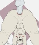 anal anal_penetration anthro balls beastars butt canid canine canis collot_(beastars) delta_dewitt digital_media_(artwork) domestic_dog duo erection fur genitals hair hair_over_eyes herding_dog hi_res male male/male male_penetrated male_penetrating mammal muscular muscular_male nipples nude old_english_sheepdog open_mouth pastoral_dog penetration penile penis sex sheepdog simple_background