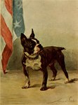 Rating: e
ID: 5552252
Date: 2025-05-06 02:20:51 -0400
Status: active
Score: 3
american_flag animal_genitalia balls black_nose boston_terrier brown_body brown_collar brown_fur canid canine canis collar domestic_dog feral full-length_portrait fur genitals hunting_dog male mammal maud_earl molosser mouth_closed multicolored_body multicolored_fur portrait shadow sheath signature small_molosser snout solo standing tail terrier three-quarter_view toy_dog traditional_media_(artwork) two_tone_body two_tone_fur united_states_of_america white_body white_fur post #5552252