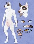 2014 animal_genitalia anthro bull_terrier canid canine canis color_swatch domestic_dog fully_sheathed genitals hunting_dog kaine male mammal model_sheet sheath solo spiffybunny terrier