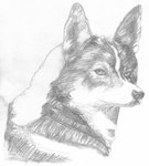 2007 ambiguous_gender black_nose canid canine canis chukchi_husky countershade_face countershading domestic_dog feral fur graphite_(artwork) greyscale headshot_portrait hi_res husky looking_at_viewer mammal monochrome multicolored_body multicolored_fur nordic_sled_dog pencil_(artwork) portrait shaded siberian_husky simple_background soft_shading solo spitz traditional_media_(artwork) white_background