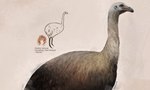 ambiguous_gender avian beak biped bird cave_painting feathers feral hi_res julio_lacerda long_neck moa_(bird) ratite recently_extinct_species scientific_name solo