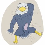 1:1 accipitrid accipitriform animal_crossing anthro apollo_(animal_crossing) armpit_hair avian bald_eagle balls bird blush bodily_fluids body_hair bulge circumcised eagle erection feathers genitals hands_behind_head hi_res lucusfox male mature_male nintendo nipples non-mammal_balls non-mammal_nipples penis pubes sea_eagle solo sweat tired