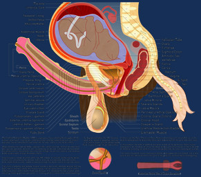 Rating: e
ID: 4014901
Date: 2023-04-25 23:56:11 -0400
Status: active
Score: 92
alpha_channel ambiguous_gender amniotic_sac anatomical_diagram anatomy anatomy_chart anatomy_reference animal_genitalia animal_penis anthro anus balls big_balls biological_illustration bladder bone brown_body brown_fur cervix chart cross_section detailed diagram digital_drawing_(artwork) digital_media_(artwork) duo english_text equid equine equine_genitalia equine_penis erection fallopian_tubes fetus fk2169 flared_penis fur genitals herm hi_res horse internal internal_anal internal_vaginal intersex label loredump_in_description maleherm mammal medial_ring medical_illustration organs ovaries penis placenta politics pregnant pregnant_intersex prostate reproductive_anatomy science_fiction simple_background spine tail technical_illustration text transparent_background umbilical_cord urethra uterus vertebrae vulva white_tail post #4014901