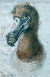 Rating: s
ID: 5575290
Date: 2025-05-15 21:36:29 -0400
Status: active
Score: 6
1638 17th_century ambiguous_gender ancient_art avian beak bird brown_body brown_feathers bust_portrait columbid cornelis_saftleven dodo feathers feral front_view hi_res mouth_closed painting_(artwork) portrait recently_extinct_species shaded signature simple_background solo traditional_painting_(artwork) white_background post #5575290