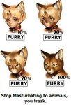 ambiguous_gender animal_humanoid anthro cat_humanoid collar collar_ring collar_tag comparison dangerously_furry_(meme) domestic_cat english_text felid felid_humanoid feline feline_humanoid felis feral fur grandfathered_content humanoid humanoid_to_anthro low_res mammal mammal_humanoid meme po-ju red_collar solo text third-party_edit transformation yellow_body yellow_eyes yellow_fur