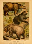 1897 19th_century absurd_res ambiguous_gender ancient_art bear biological_illustration black_bear black_body black_fur brown_bear brown_body brown_fur claws feral fur grizzly_bear group hi_res hugh_craig mammal paws plant public_domain quadruped tail technical_illustration text tongue tongue_out traditional_media_(artwork) trio ursine zoological_illustration