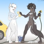 1:1 2023 4_toes 5_fingers amber_eyes anthro artist_logo artist_name biped black_body black_fur black_hair black_nose blue_eyes bottomless bottomless_anthro bottomless_female breasts bucket canid canine canis car car_wash casual_exposure casual_nudity claws clothed clothed/nude clothed_female clothing container countershade_face countershade_feet countershade_hands countershade_legs countershade_neck countershade_tail countershade_thighs countershade_torso countershading digital_media_(artwork) digitigrade duo english_text feet female female_anthro fingers fur garden_hose genitals grey_body grey_countershading grey_fur hair hi_res holding_hose holding_sponge jishinu logo mammal multicolored_body multicolored_fur nipples nude nude_female open_mouth open_smile pawpads pink_nipples pink_nose pink_pawpads pussy shirt smile soap soapy soapy_breasts standing suds tail text toe_claws toes topwear two_tone_body two_tone_fur url vehicle wet wet_body wet_clothing wet_fur wet_shirt wet_topwear white_body white_countershading white_fur white_hair wolf