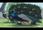 2016 avian beak biped bird black_bars blue_sky day detailed_background digital_media_(artwork) digital_painting_(artwork) duo empty_eyes feathered_wings feathers female feral folded_wings galliform grass head_crest hi_res leaf letterbox long_neck male multicolored_body multicolored_feathers outside palm_tree peafowl phasianid photorealism plant rock sexual_dimorphism shaded shadow shrub signature sky soft_shading tail tail_feathers tggeko tree wings