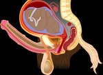 Rating: e
ID: 4014902
Date: 2023-04-25 23:56:26 -0400
Status: active
Score: 37
alpha_channel ambiguous_gender amniotic_sac anatomical_diagram anatomy anatomy_chart anatomy_reference animal_genitalia animal_penis anthro anus balls big_balls biological_illustration bladder bone brown_body brown_fur cervix chart cross_section detailed digital_drawing_(artwork) digital_media_(artwork) duo equid equine equine_genitalia equine_penis erection fallopian_tubes fetus fk2169 flared_penis fur genitals herm hi_res horse internal internal_anal internal_vaginal intersex maleherm mammal medial_ring medical_illustration organs ovaries penis placenta pregnant pregnant_intersex prostate reproductive_anatomy science_fiction simple_background spine tail technical_illustration transparent_background umbilical_cord urethra uterus vertebrae vulva white_tail post #4014902