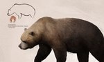 ambiguous_gender bear brown_body brown_fur cave_bear cave_painting feral fur hi_res julio_lacerda mammal prehistoric_species quadruped realistic scientific_name solo ursine