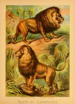 1897 19th_century absurd_res ancient_art biological_illustration felid feral fur group hi_res hugh_craig lion male mammal mane pantherine paws plant public_domain quadruped tail tail_tuft technical_illustration text traditional_media_(artwork) trio tuft whiskers zoological_illustration